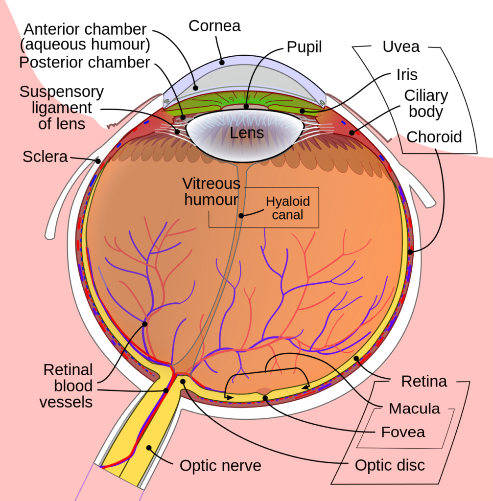 Schematic diagram of the human eye en