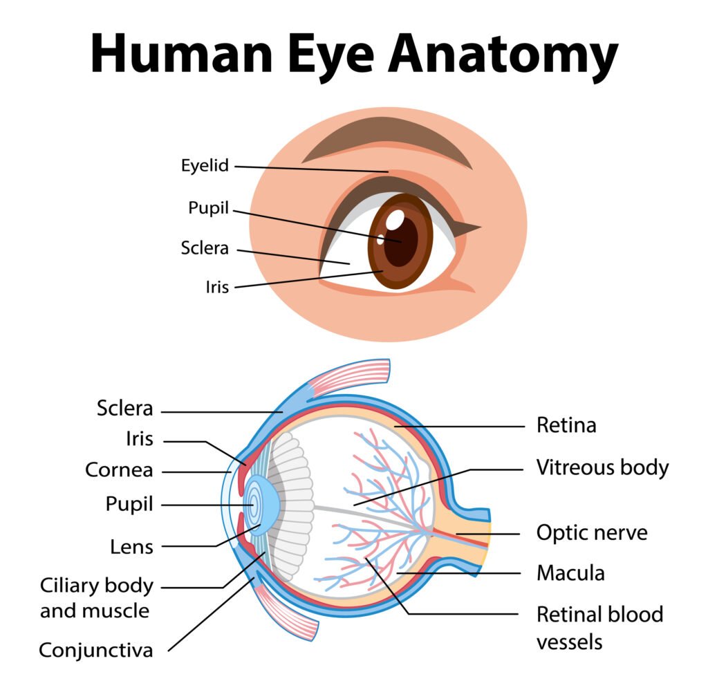 Diagram of human eye anatomy