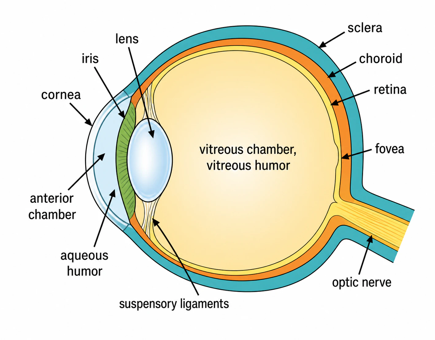 Three Main Layers of the Eye Picture