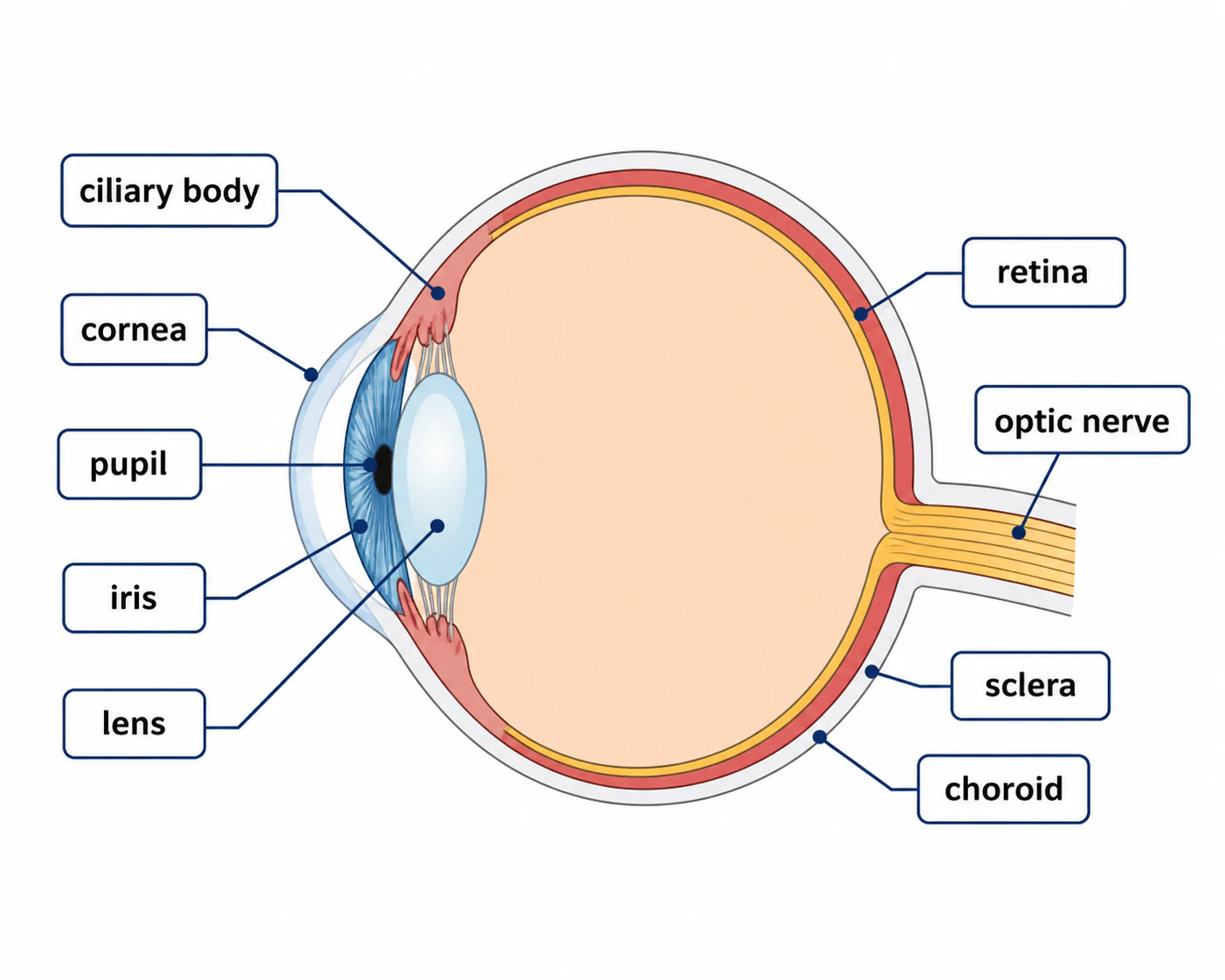 Eye anatomy illustration with cornea, retina, and iris labels