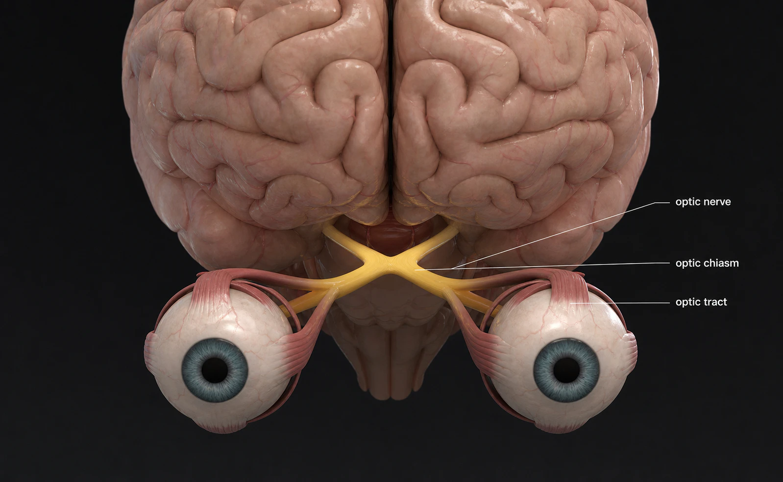 Diagram of the optic chiasm showing the X-shaped crossing of left and right optic nerve fibers at the base of the brain.