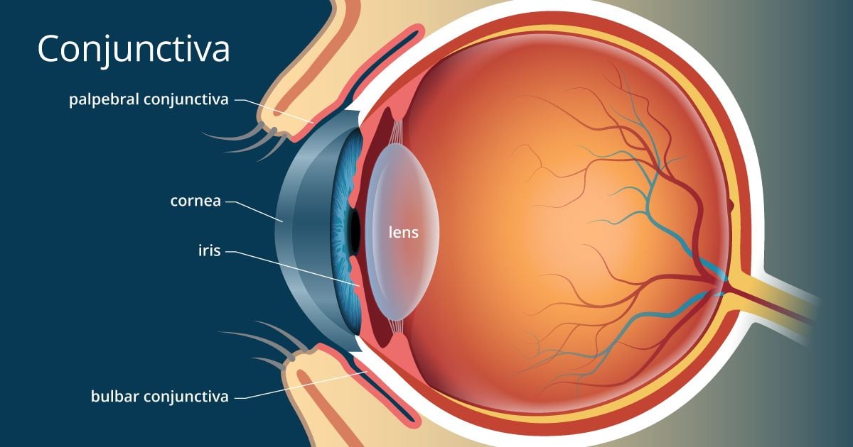 Conjunctiva What It Is and Its Function, Anatomy, and Eye Problems